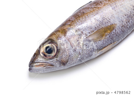 gnomefish, ムツ 4798562