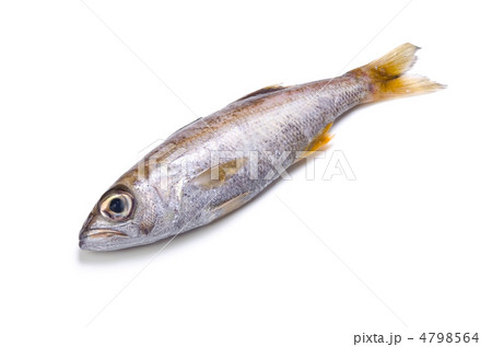 gnomefish, ムツ 4798564