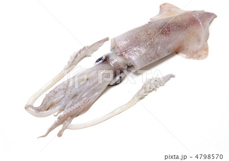 neon flying squid, アカイカ neon flying squid, アカイカ 4798570