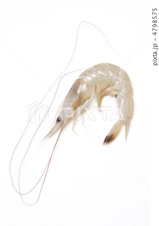 shiba shrimp, シバエビ shiba shrimp, シバエビ 4798575