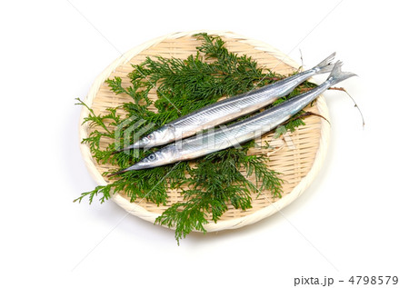 halfbeak, サヨリ 4798579