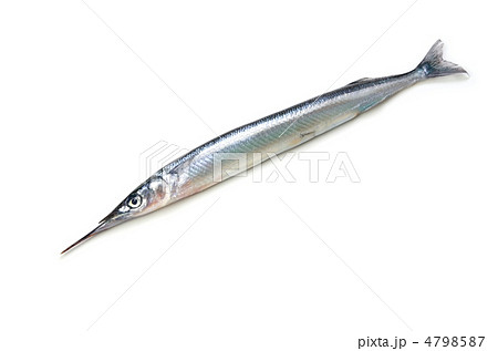 halfbeak, サヨリ 4798587