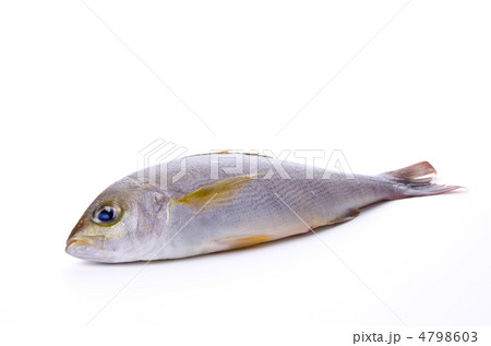 Chicken grunt, イサキ 4798603