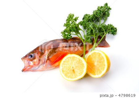 goldeye rockfish, ウスメバル goldeye rockfish, ウスメバル 4798619