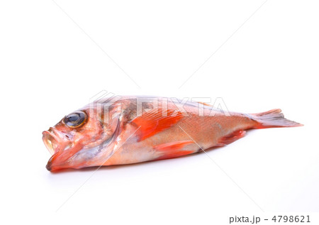 goldeye rockfish, ウスメバル 4798621