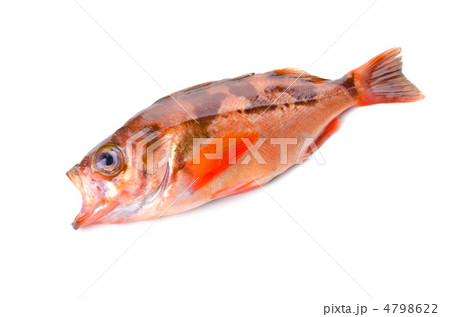 goldeye rockfish, ウスメバル goldeye rockfish, ウスメバル 4798622