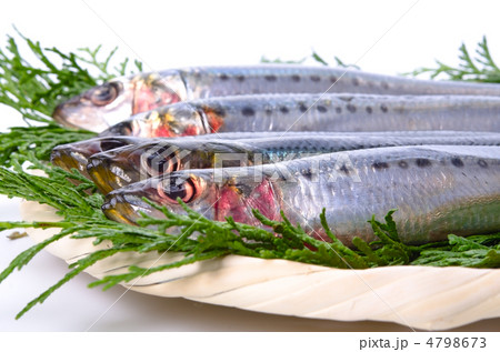 sardine, マイワシ sardine, マイワシ 4798673