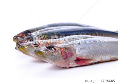 sardine, マイワシ 4798685