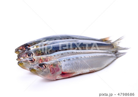 sardine, マイワシ 4798686