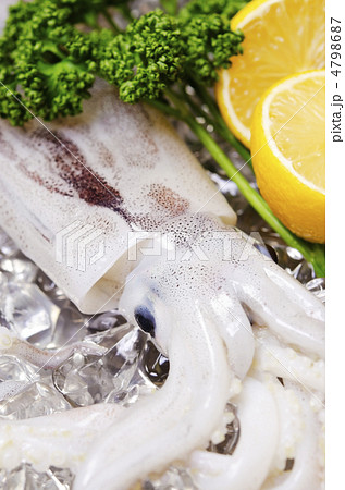 japanese common squid, スルメイカ japanese common squid, スルメイカ 4798687
