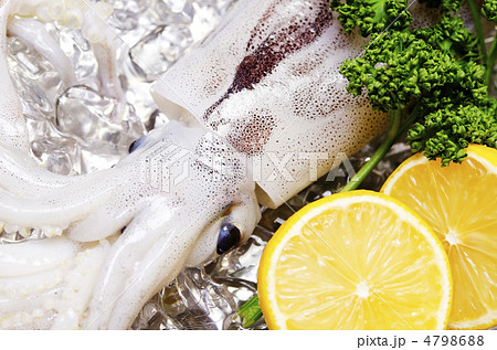 japanese common squid, スルメイカ 4798688