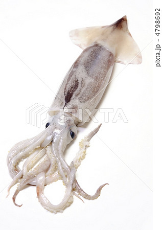 japanese common squid, スルメイカ 4798692