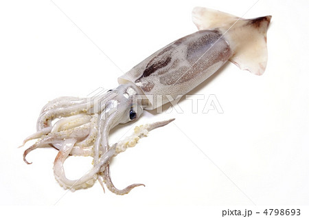 japanese common squid, スルメイカ 4798693