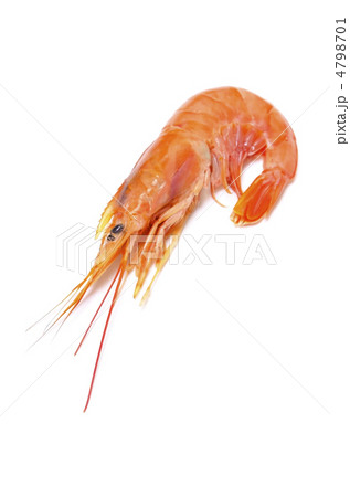 argentine red shrimp, アカエビ 4798701
