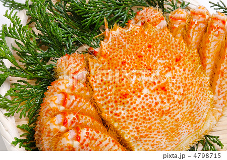 horsehair crab, ケガニ 4798715