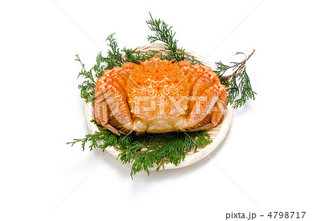 horsehair crab, ケガニ 4798717