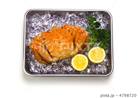 horsehair crab, ケガニ 4798720