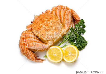 horsehair crab, ケガニ horsehair crab, ケガニ 4798722