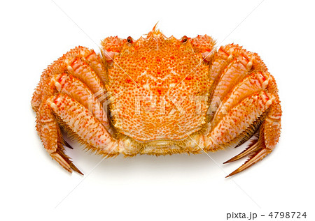 horsehair crab, ケガニ horsehair crab, ケガニ 4798724
