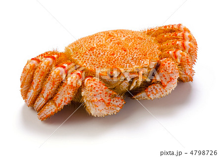horsehair crab, ケガニ 4798726