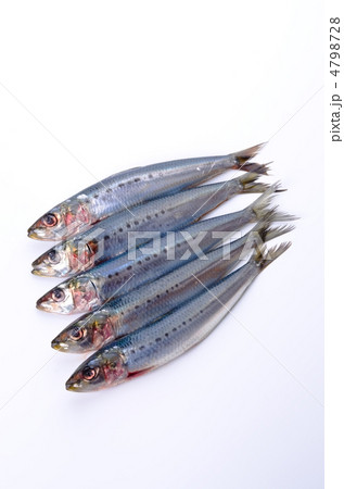 sardine, マイワシ sardine, マイワシ 4798728