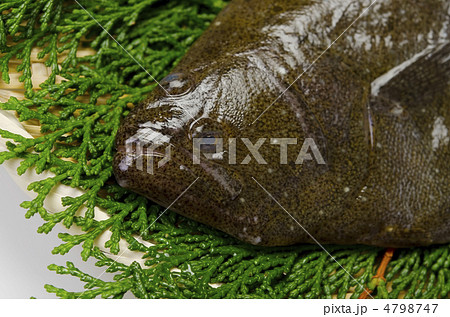 olive flounder, ヒラメ 4798747