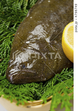 olive flounder, ヒラメ 4798749