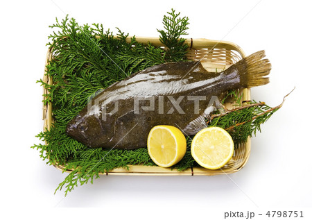 olive flounder, ヒラメ olive flounder, ヒラメ 4798751