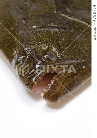 olive flounder, ヒラメ olive flounder, ヒラメ 4798754