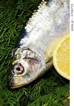 pacific herring, ニシン pacific herring, ニシン 4798755
