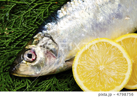 pacific herring, ニシン 4798756