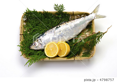 pacific herring, ニシン 4798757
