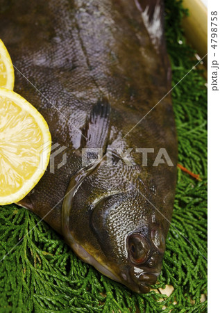 flatfish, マコガレイ 4798758