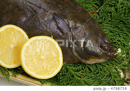 flatfish, マコガレイ 4798759
