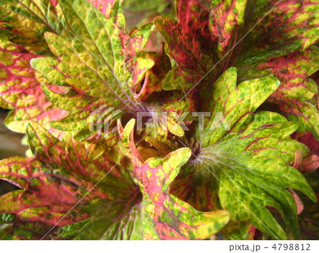 コリウス 4798812