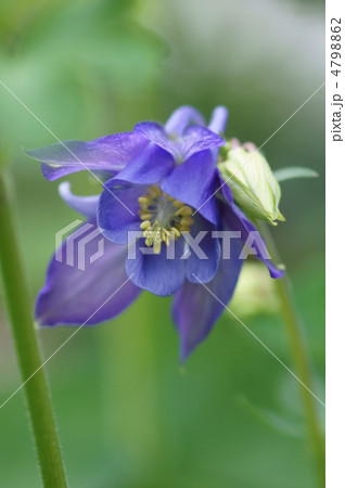 天然＊野生【オダマキ＊苧環＊糸繰草】4株➕おまけ！鉢ごと発送で安心