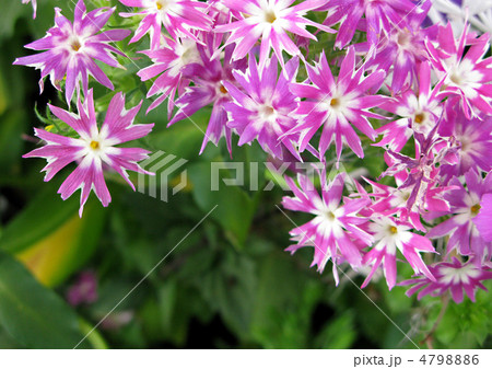 フロックス（ドラモンディー） 4798886