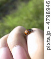 てんとう虫と指3 4798946