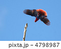 オオハナインコの飛来 4798987