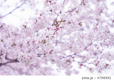桜 4798992