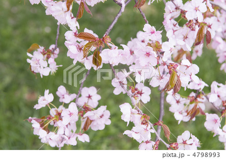 桜 4798993