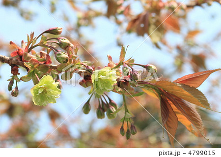 御衣黄 御衣黄 4799015