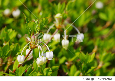 灯台躑躅 灯台躑躅 4799208