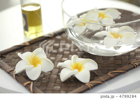 プルメリア プルメリア 4799284