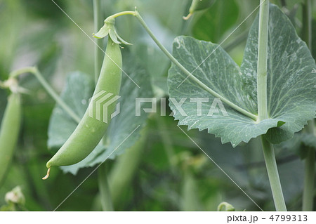 緑の農園　実りの季節 4799313