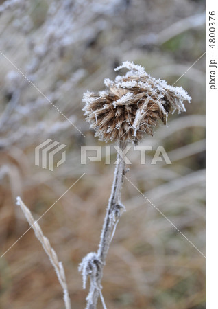 晩秋 降霜 晩秋 降霜 4800376