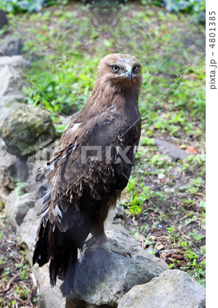Predatory bird  hawk sits on stone in zoological garden, view th 4801385
