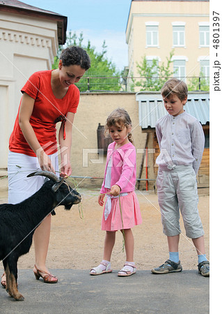 Boy, girl and mother, feed mountain goat in zoological garden Boy, girl and mother, feed mountain goat in zoological garden 4801397