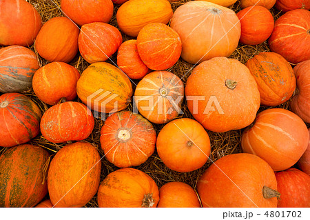 Lot orange autumn pumpkin scattered on dry grass 4801702
