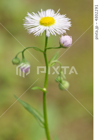 ハルジオンの花 4802291